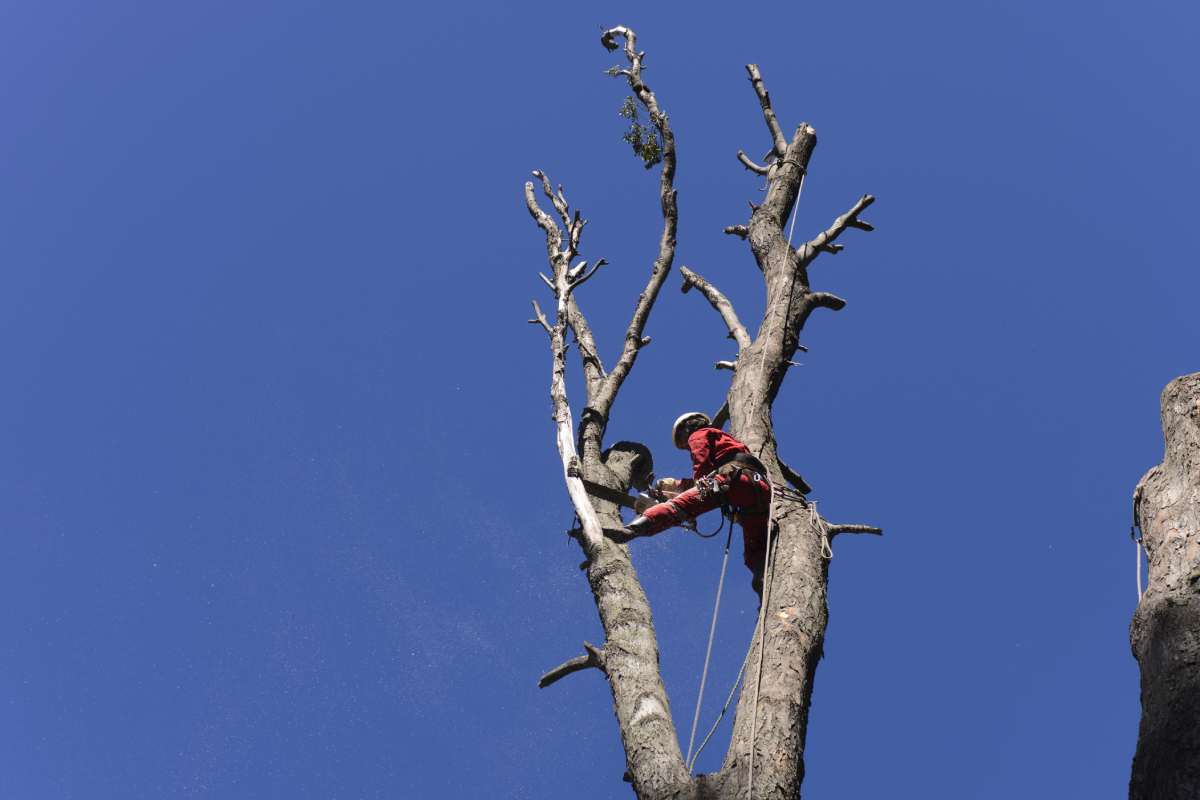 Tree Lopping Brisbane | Qualified Arborists, Free Quotes