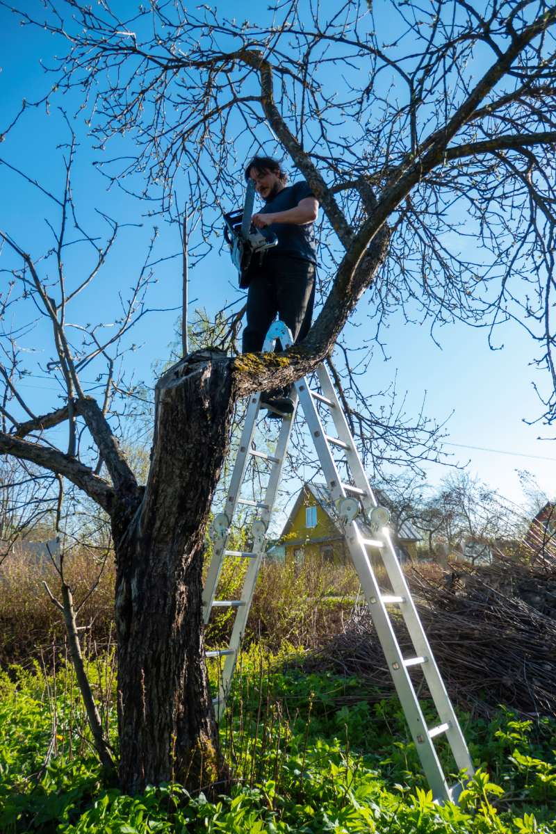 A man prunes or saws an apple tree with a chainsaw. a farmer cuts down the dry branches of apple trees on the stairs against the background of the blue sky