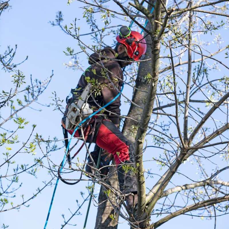 Lumberjack with chainsaw and harness pruning a tree