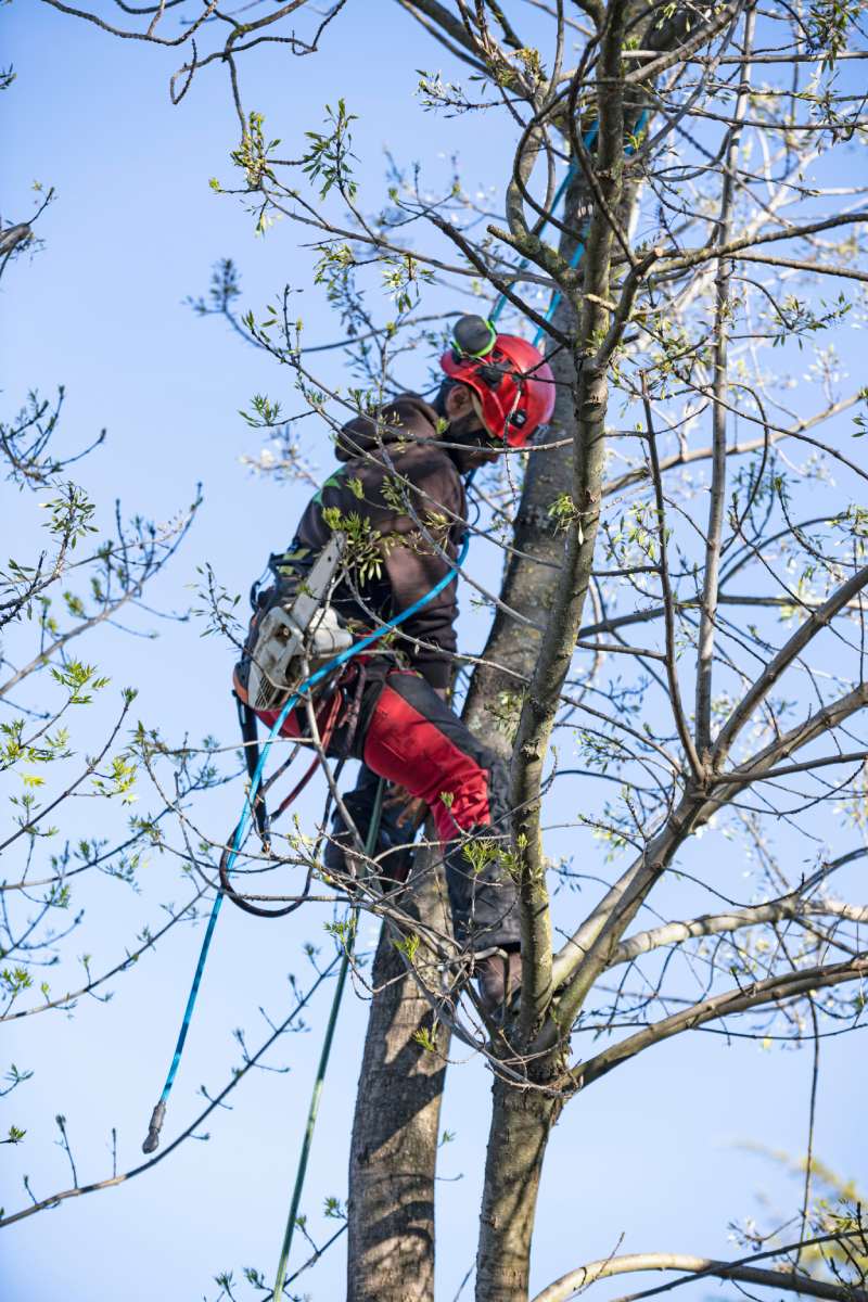 Lumberjack with chainsaw and harness pruning a tree
