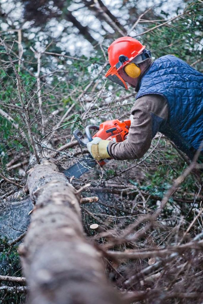 Professional Lumberjack Cutting a big Tree in the Forest during the Winter