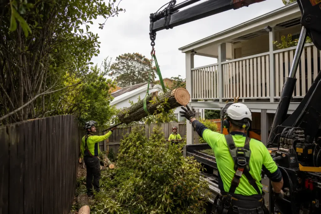 Crane-assisted tree removal in a tight-access Brisbane backyard